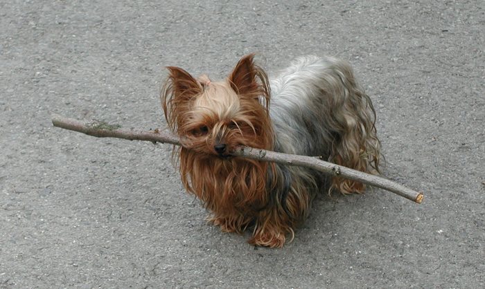 Kleiner Hund, ganz schön stark....