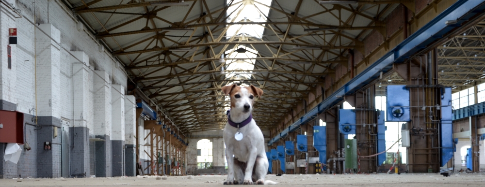 Kleiner Hund, große Halle