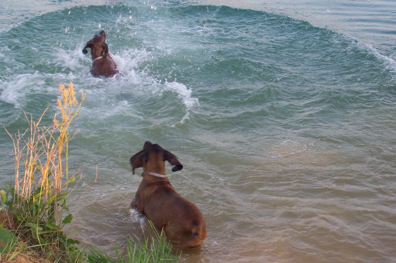 kleiner Hund -große Wasserverdrängung