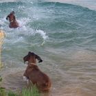 kleiner Hund -große Wasserverdrängung