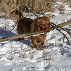 Kleiner Hund, großer Ast und Dackelblick