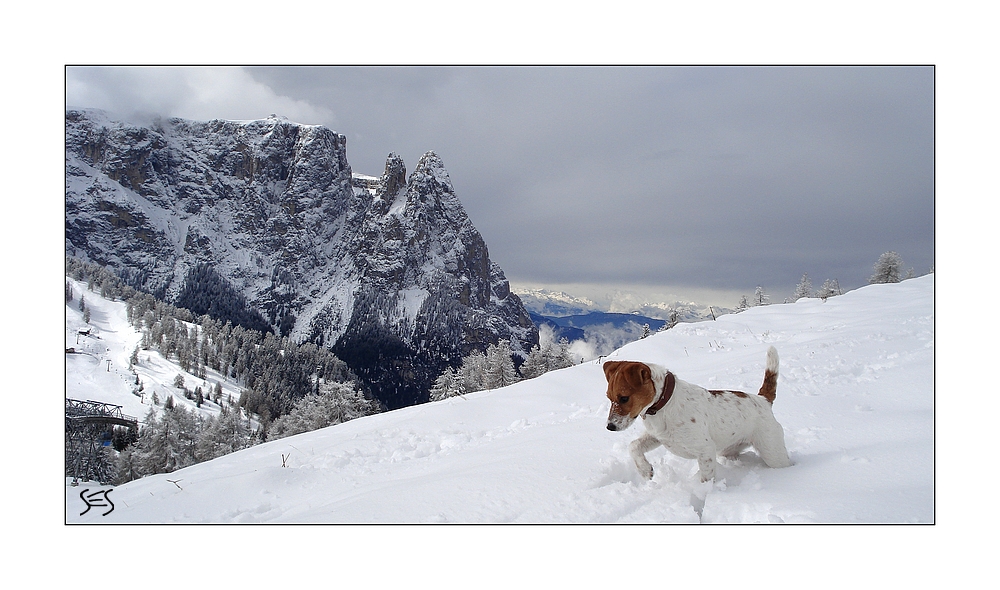 Kleiner Hund,  großer Berg