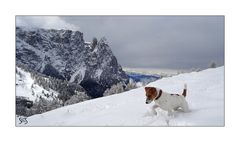 Kleiner Hund,  großer Berg