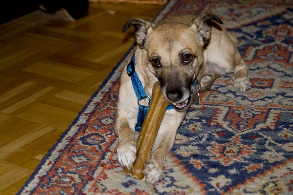 Kleiner Hund, großer Knochen Foto &amp; Bild tiere, haustiere, hunde