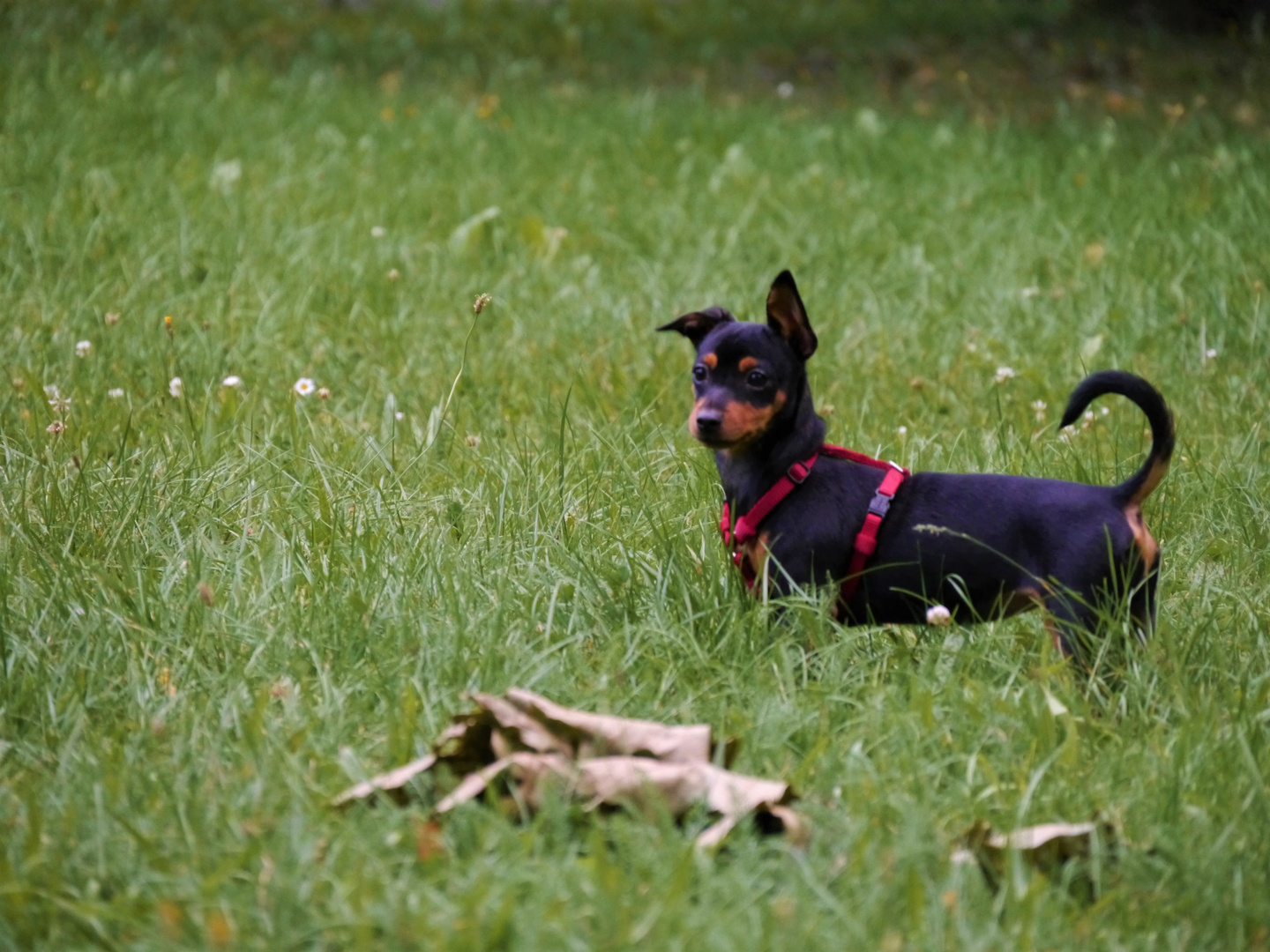 Kleiner Hund, hohes Gras