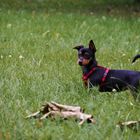 Kleiner Hund, hohes Gras