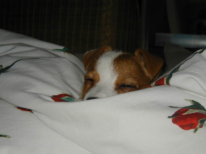 Kleiner Hund im groooßen Bett !!!