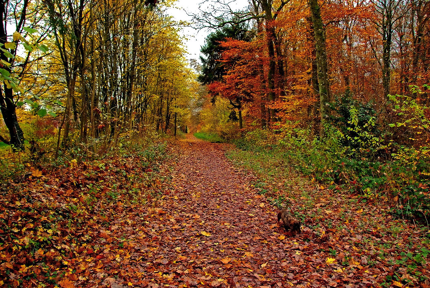 Kleiner Hund im großem Wald, ...