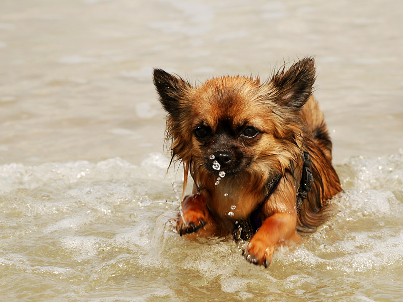 Kleiner Hund im großen Meer