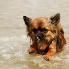 Kleiner Hund im großen Meer