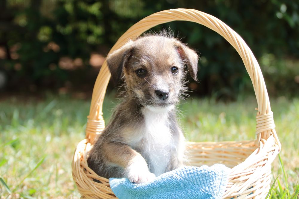 kleiner Hund im Körbchen