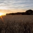 kleiner Hund im Kornfeld