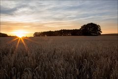 kleiner Hund im Kornfeld