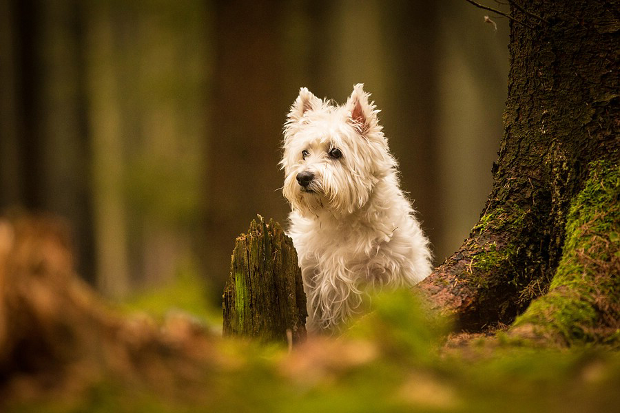 Kleiner Hund im Märchenwald :)