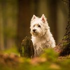 Kleiner Hund im Märchenwald :)