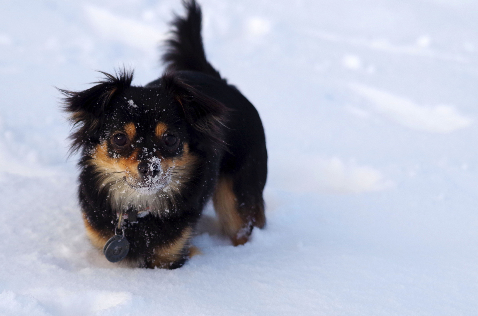 Kleiner Hund im Schnee