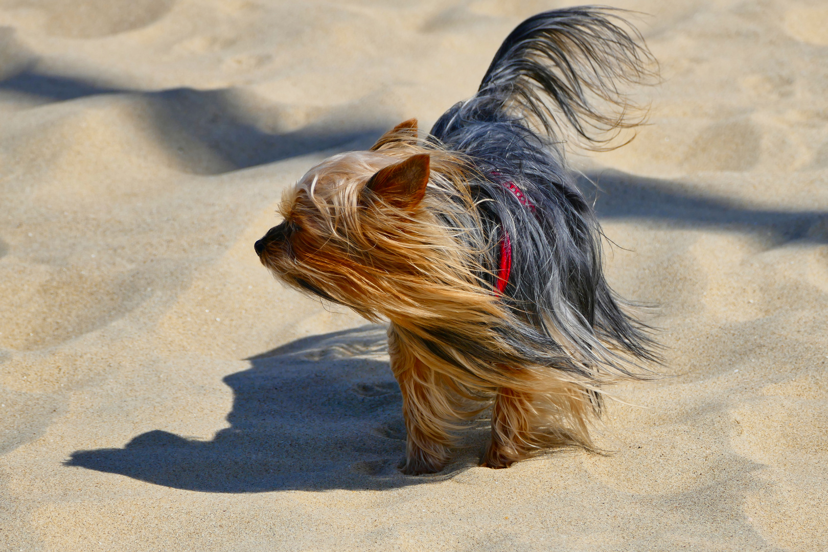 kleiner Hund im Wind