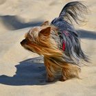 kleiner Hund im Wind