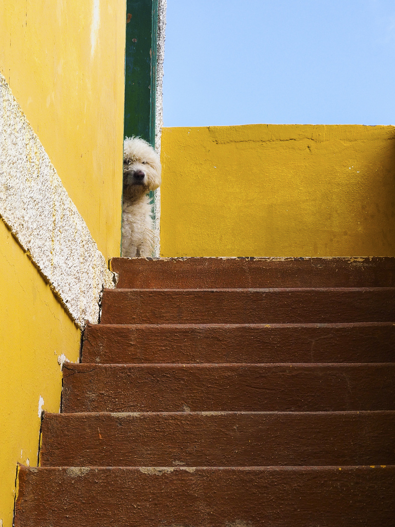 Kleiner Hund in altem Haus am Meer