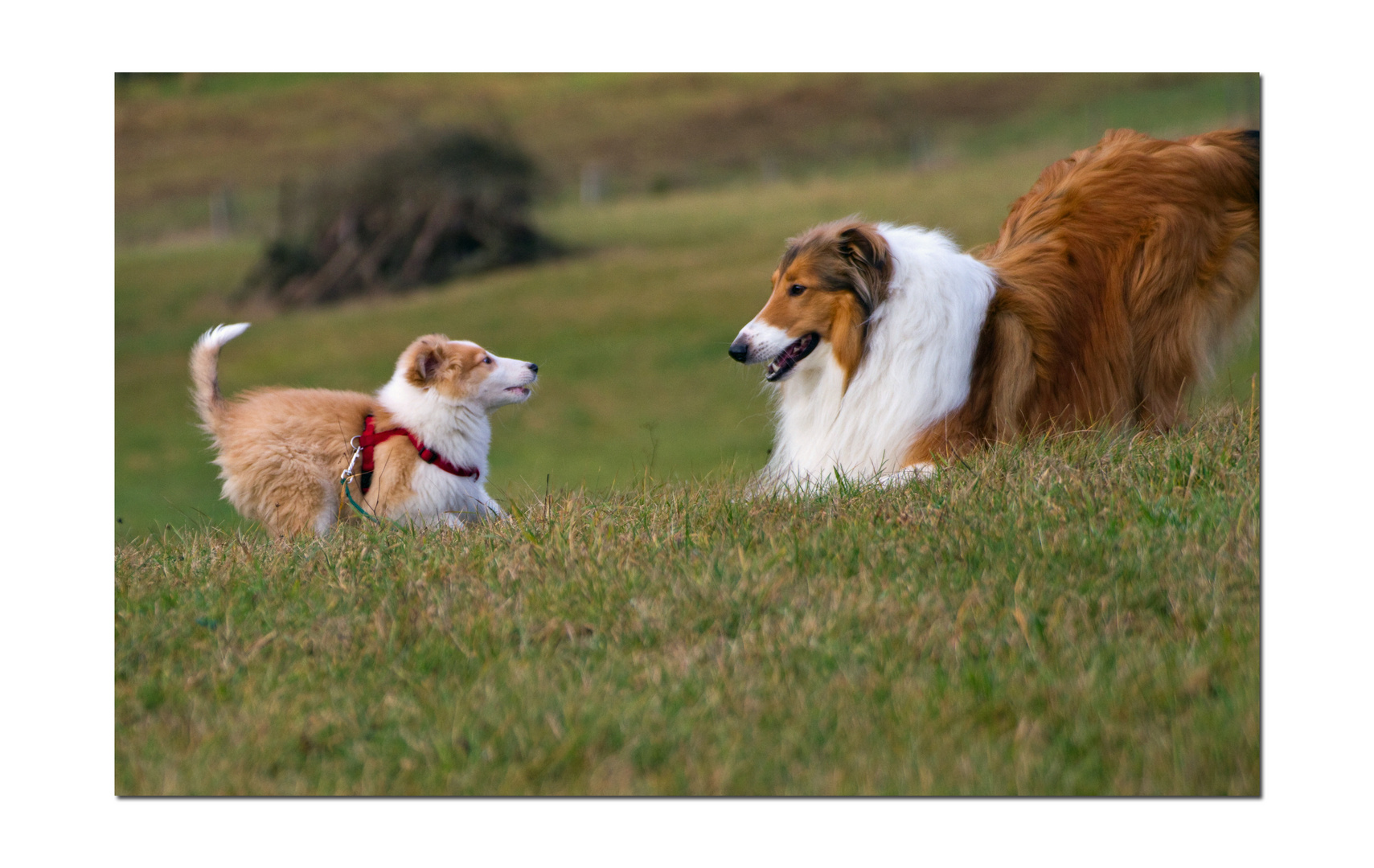 "Kleiner Hund, komm spiel mit mir....."    "Großer Hund, ICH zeig es dir..."