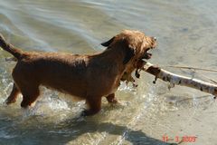 Kleiner Hund mit großen Stock