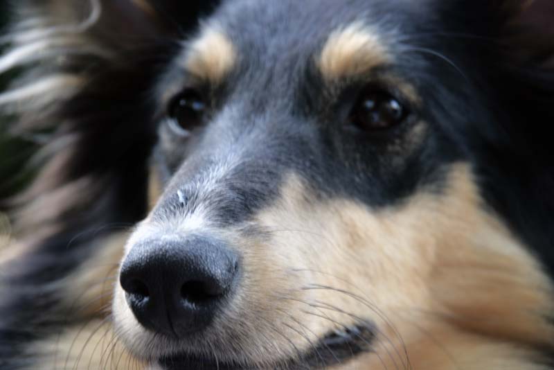 Kleiner Hund mit kleiner Fliege