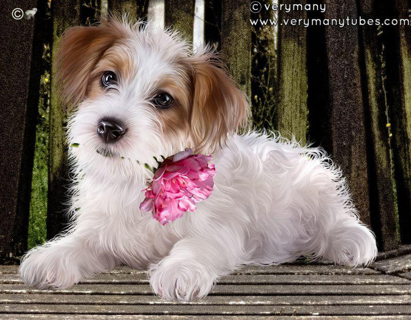 Kleiner Hund mit Rose