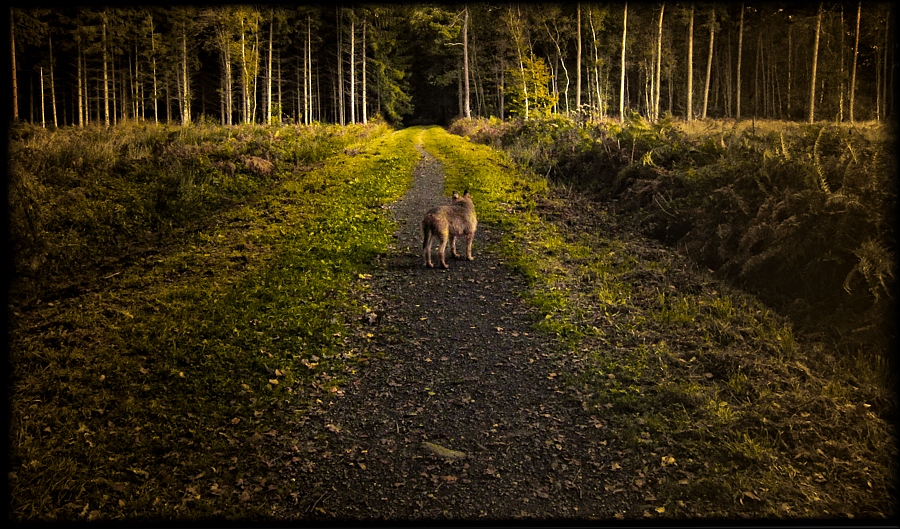 kleiner Hund was nun?