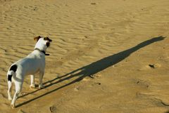 Kleiner Hund wirft großen Schatten.Bonny in der Mittagssonne am Strand von Lønstrup.