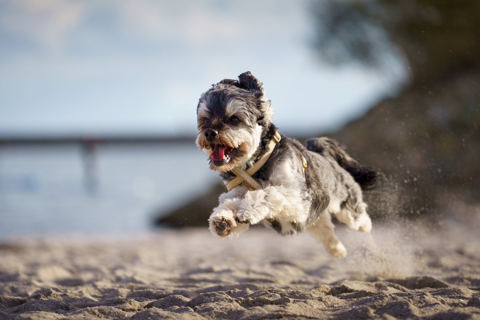 Kleiner Hunde-Opa am Strand beim laufen 