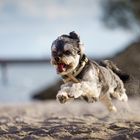 Kleiner Hunde-Opa am Strand beim laufen 