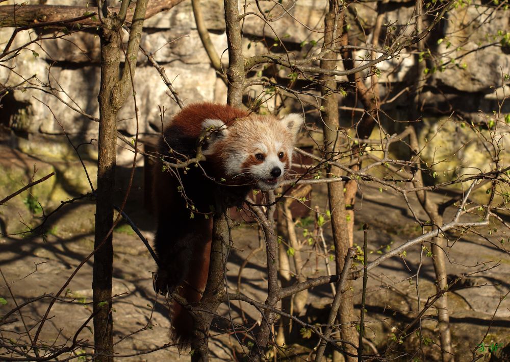 kleiner hungriger Katzenbär