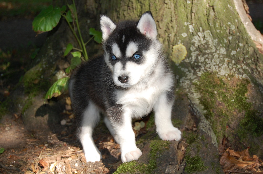 Kleiner Husky