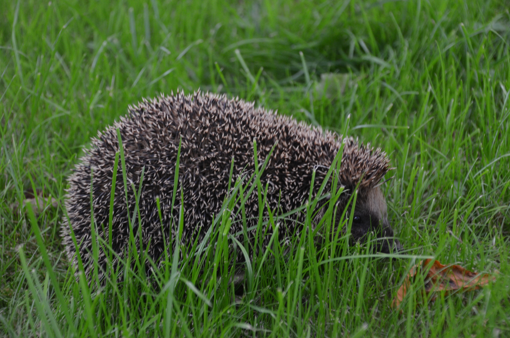 Kleiner Igel