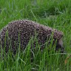 Kleiner Igel