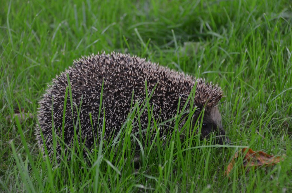 Kleiner Igel