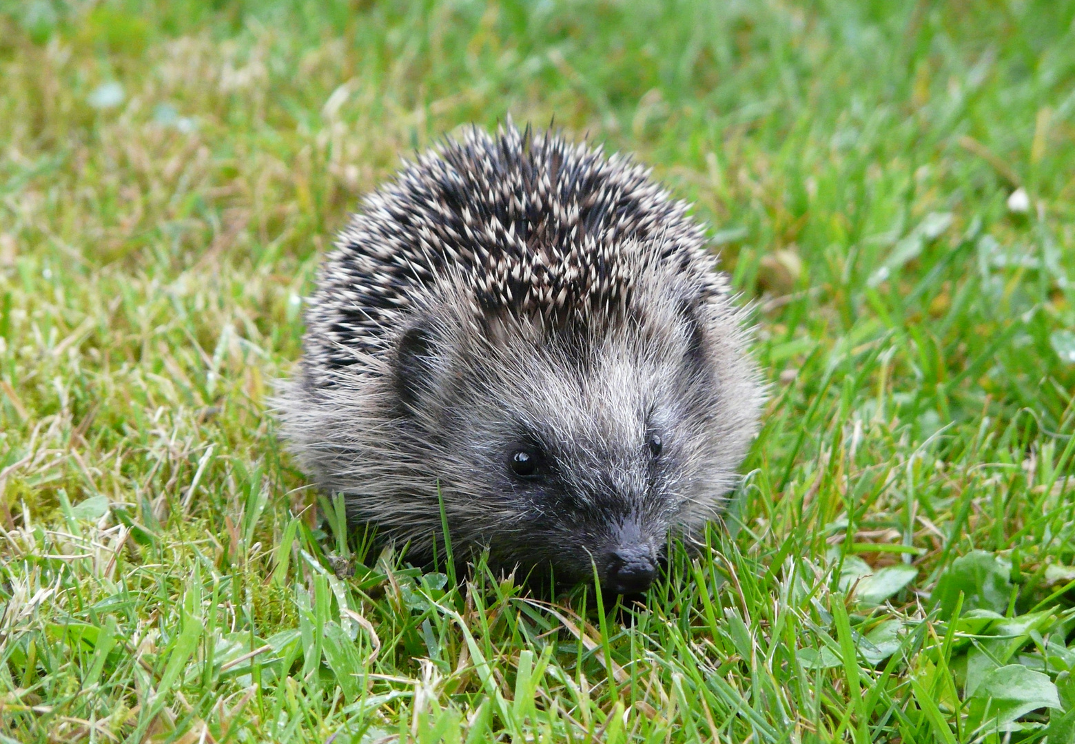 Kleiner Igel ...