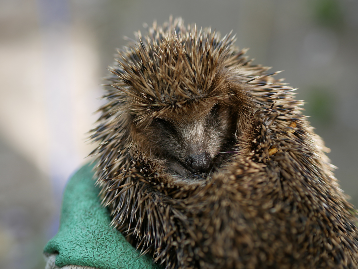 kleiner Igel 1 Foto & Bild monatswettbewerbe, 2023, 06 du und dein