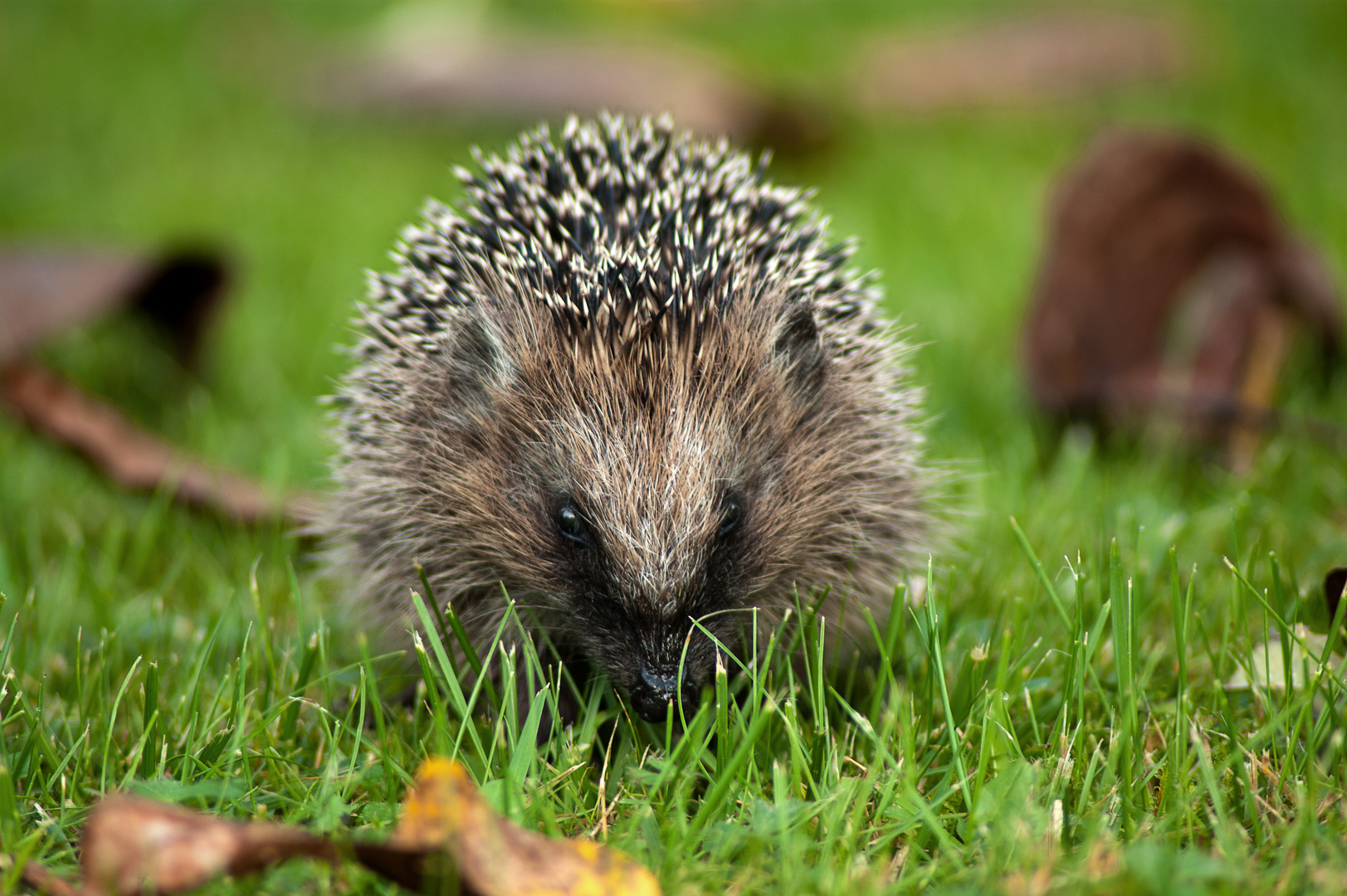 kleiner Igel