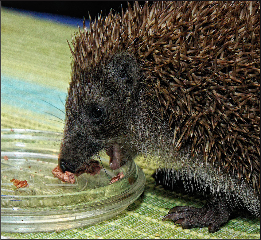 Kleiner Igel