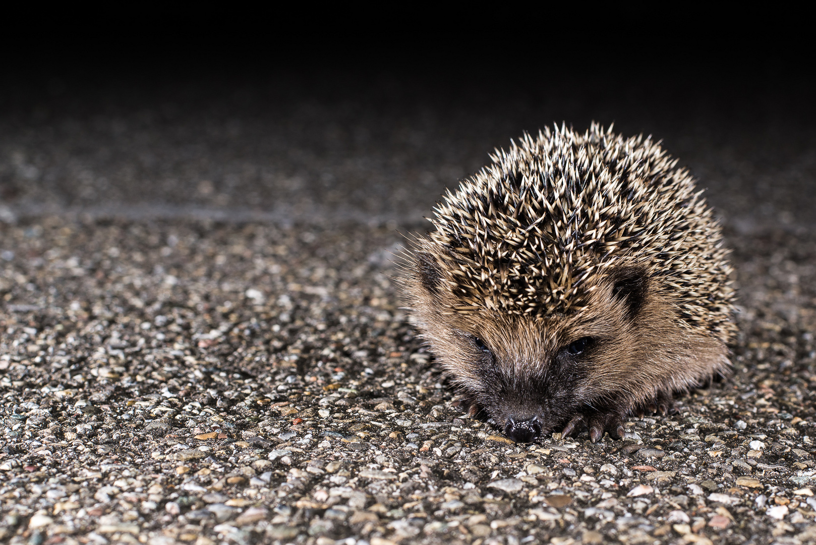 Kleiner Igel