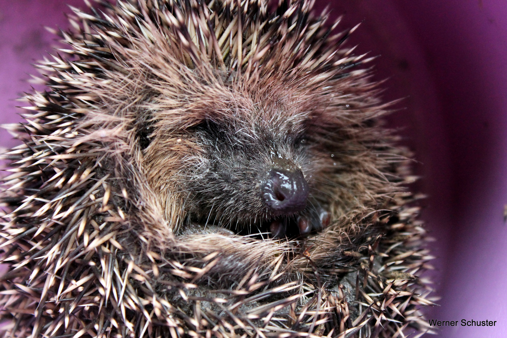 Kleiner Igel