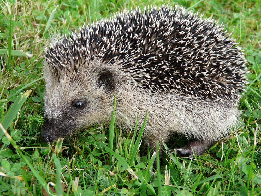 Kleiner Igel Foto &amp; Bild tiere, wildlife, säugetiere Bilder auf