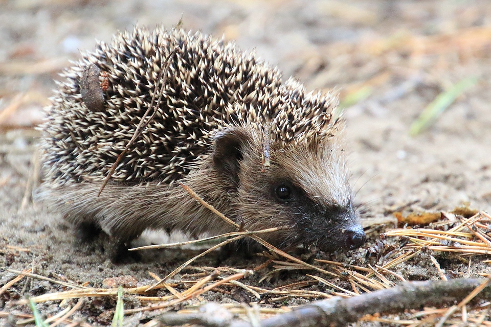 Kleiner Igel Erinaceus europaeus Foto & Bild tiere, wildlife