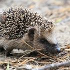 Kleiner Igel - Erinaceus europaeus