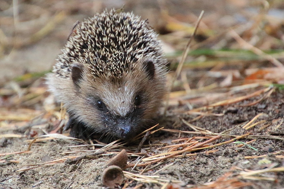 Kleiner Igel