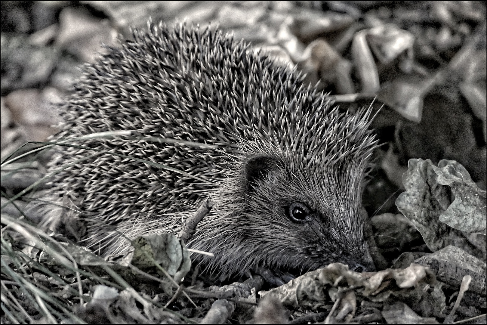 kleiner Igel ( Hedgehog )