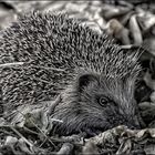 kleiner Igel ( Hedgehog )