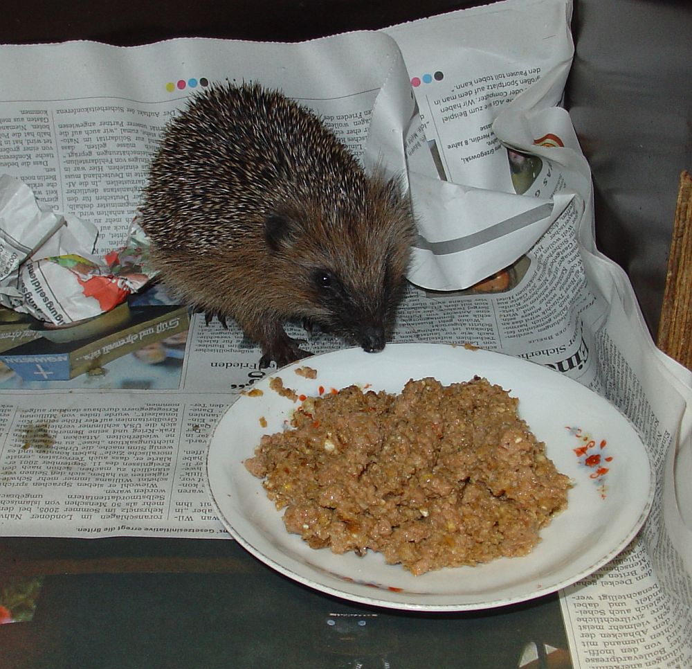 Kleiner Igel im Dezember