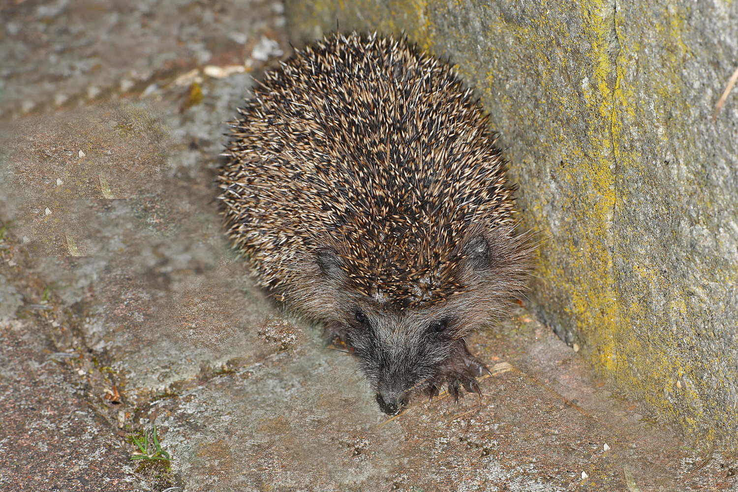 kleiner Igel im Garten